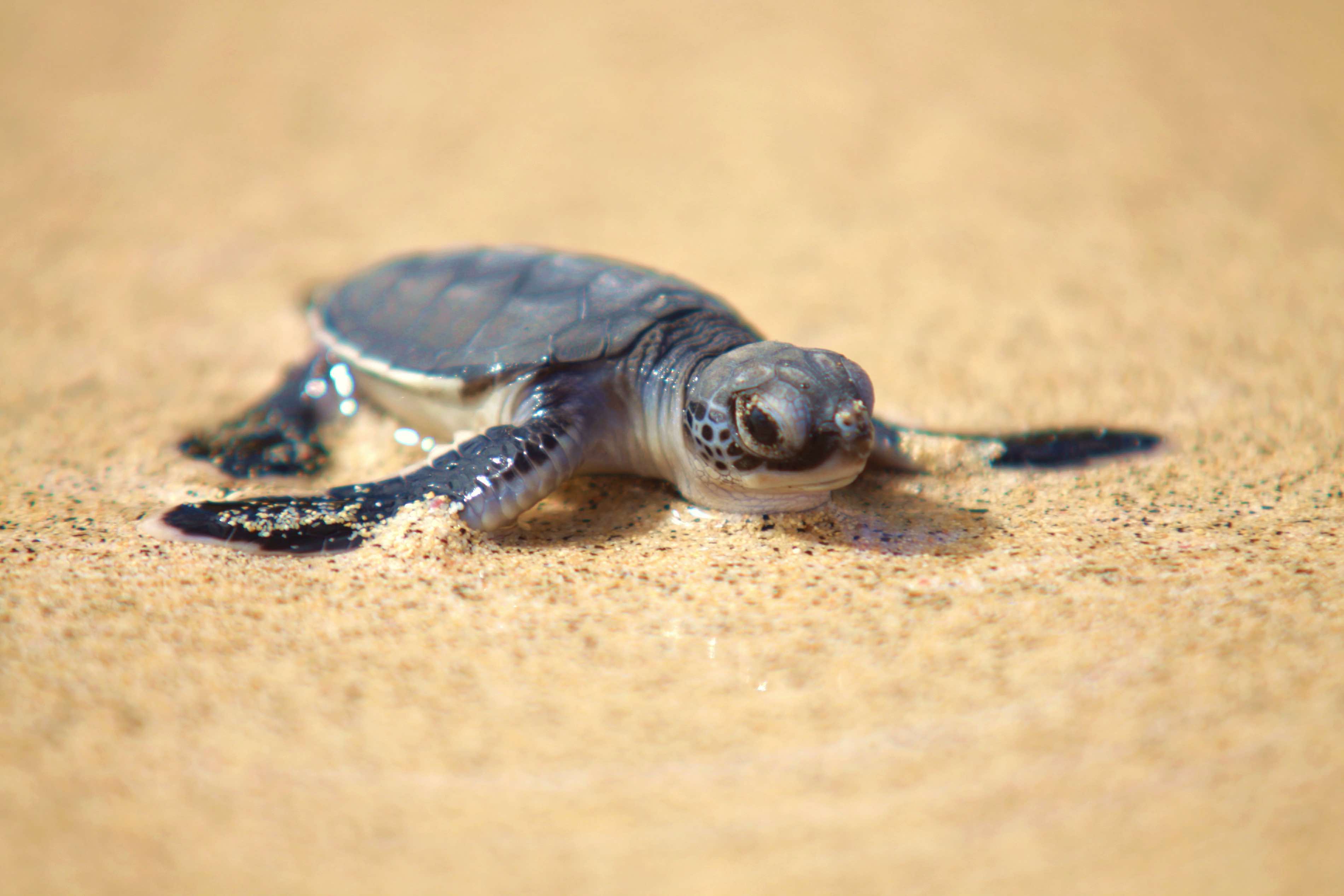 L’île aux tortues